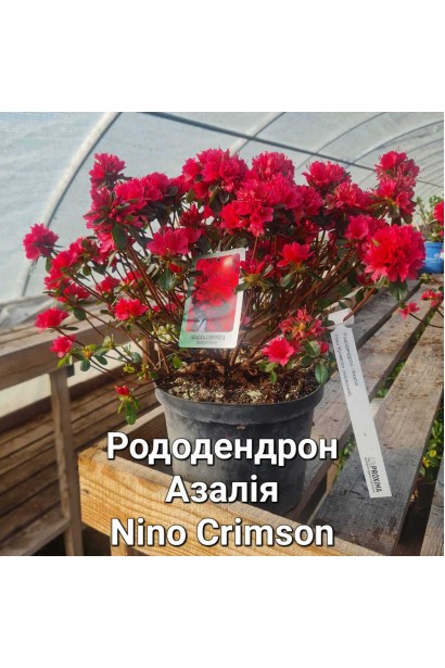 Рододендрон якушиманский Нино Кримсон - 5л/вис.30-40см/Ø30-40см